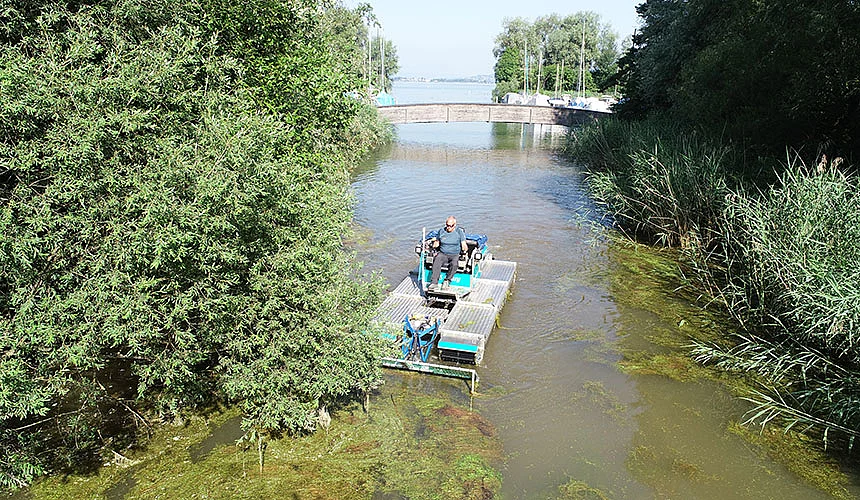Seegras schneiden