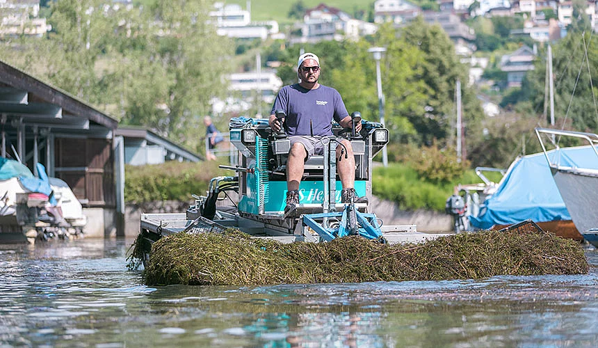 Seegras schneiden