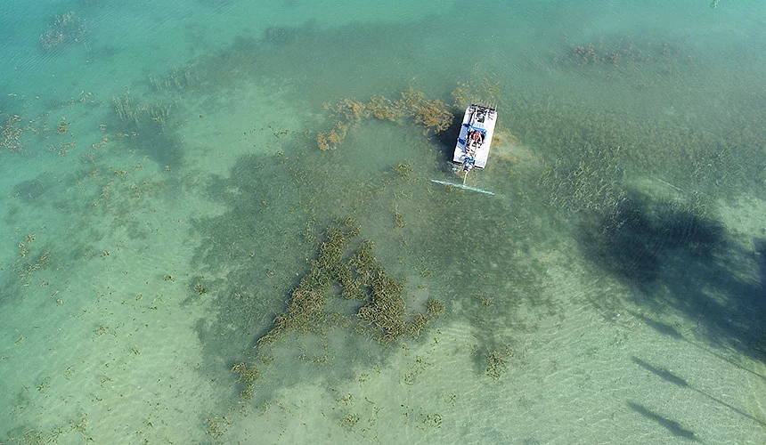 Seegras entfernen Seegras entfernen